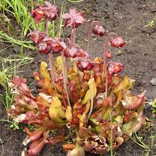 Sarracenia Karnivore Fur Den Wassergarten Fleischfressende Pflanze Pflanzen Schlauchpflanze