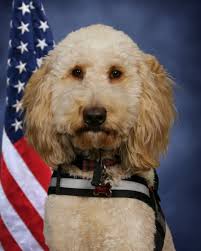 It's National Dog Day and we...