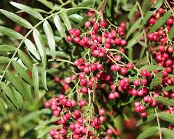 Image result for Schinus molle