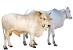 Daging Sapi