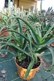 Aloe vera do not grow well in low light. Vente Aloe Arborescens Plante En Pot De Grande Taille Vertus Medicinales