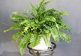 This post will focus on fern care in general, but i will illustrate using nephrolepsis exaltata plants, or the common boston fern. Why Is My Boston Fern Dying And How To Fix It Smart Garden Guide