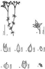 Image result for Polycarpaea corymbosa