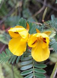 Image result for Chamaecrista