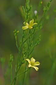 Image result for Limeum sulcatum