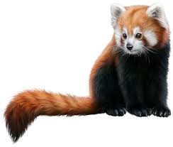 Tube Panda Roux Red Panda Panda Color Palette