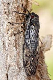 Millions of cicadas from brood x will emerge after 17 years underground in certain states. Ø²ÙŠØ² Ø§Ù„Ù…Ø¹Ø±ÙØ©