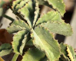 Image result for Cyphostemma saxicola