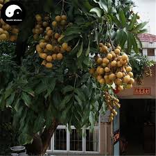 The trunk is 2.5 ft (0.8 m) thick with corky bark. Longan Fruit Tree Fruit Trees Tree Seeds Fruit Seeds