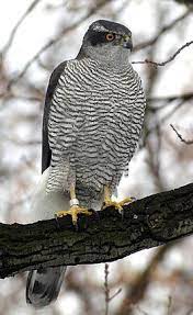 Op warme dagen is de buizerd vaak hoog in de lucht te zien, waar de vogel in cirkels op de opstijgende warme lucht zweeft. Havik Vogel Vogels Wilde Vogels Havik
