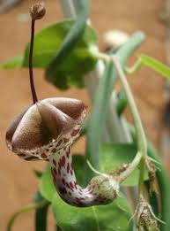 Image result for Ceropegia haygarthii