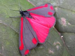 Black And White Spotted Moth Pa The Cinnabar Moth Tyria Jacobaeae Is A Brightly Coloured Arctiid Moth Found In Europe And Western And C Cute Moth Beautiful Butterflies Colorful Butterflies