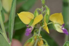 Image result for Polygala senensis