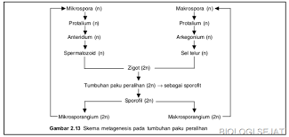 Paku Peralihan Biologi Sejati