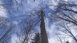 We did not find results for: Tree Id Sugar Maple In The Winter Youtube
