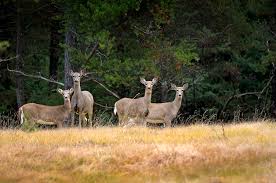 As per advisory issued by morth requesting all the states and union territories to treat documents under mv act & rules,whose extension of validity could not or not likely be processed due to. With Doe License Dates Less Than A Month Away Pa Hunting Licenses Go On Sale Monday Pennlive Com