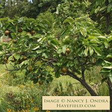 Image result for Pyrus pyrifolia