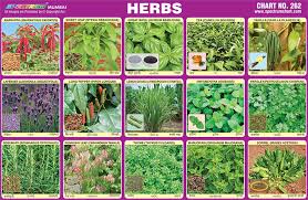 Spectrum Educational Charts Chart 262 Herbs