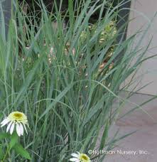 Image result for Panicum hochstetteri