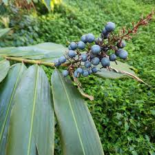 Image result for Aframomum alboviolaceum