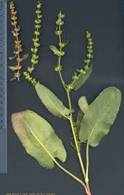 Image result for Rumex pulcher