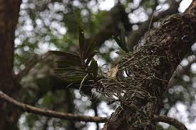 Image result for Rhipidoglossum