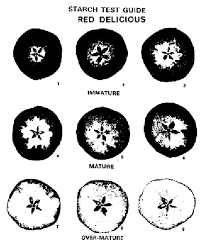 Example Of Charts Used To Assess Maturity Using Starch