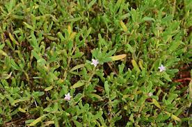 Image result for Sesuvium portulacastrum