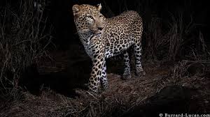 A black panther is the melanistic colour variant found in members of the genus panthera, particularly of the leopard (p. Black Panther Rare Animal Caught On Camera In Kenya Bbc News