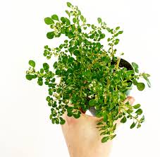 Image result for Pilea microphylla