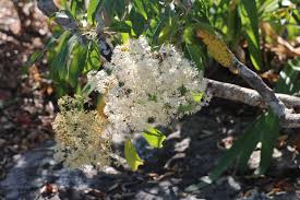 Image result for Xymalos monospora