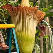 Maybe you would like to learn more about one of these? Rare Blooming Flowers Owlcation