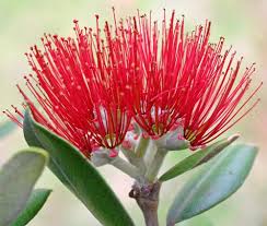 Pohutukawa Bloom Flower Painting Australian Native Flowers Flower Art
