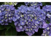 Image result for Hydrangea macrophylla bela obrázek