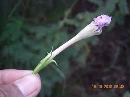 Image result for Ipomoea turbinata