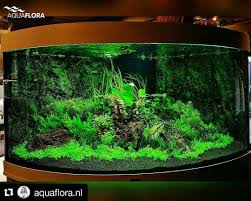 This Layout Was Scaped To Show The Most Species As Possible Without Losing The Balance And Also To Be Easy To Kee Aquarium Gestalten Susswasseraquarium Aquarium