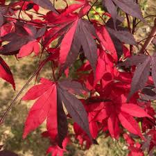 Acer Pal Fujinan Nishiki Japanischer Facherahorn Facherahorn Facher Ahorn