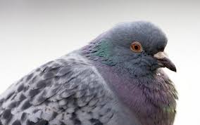 Image result for pigeons