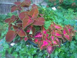 Image result for Coleus melleri