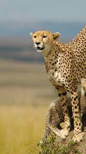 Check spelling or type a new query. Cheetah Iphone 6 Plus Wallpaper 10428 Animals Iphone 6 Plus Wallpapers Animals Iphone 6 Plus Wallpaper Cheetah Wallpaper Iphone 6 Plus Wallpaper Animals