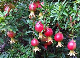 Pomegranate trees (punica granatum) are perennial, deciduous, woody plants that more closely resemble shrubs than trees. Growing Pomegranate In Containers Pots Backyards Agri Farming
