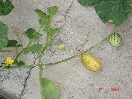 Image result for Cucumis melo