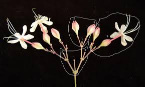 Image result for Clerodendrum fuscum