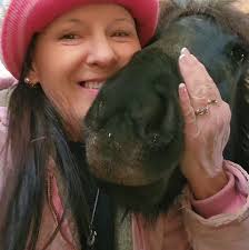Abdominal wrap for a pregnant horse in Maine