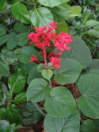 Image result for Clerodendrum poggei