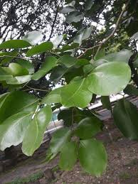 Image result for Intsia