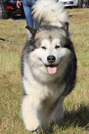 They have a similar appearance to the siberian husky, but when they stand side by side, the giant, fluffy malamute dwarfs the husky. Soso Sie Mochten Also Einen Alaskan Malamute Alaskan Malamute Kennel Issues Of Yukon