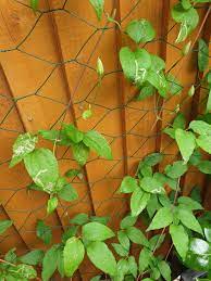Check spelling or type a new query. Clematis Leaves Having White Lines Gardening Landscaping Stack Exchange