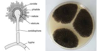 Image result for Asparagus aspergillus