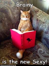 untitled hunger games cat reading cats